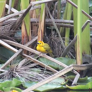 Taveta Golden Weaver