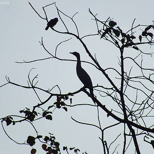 Long-tailed Cormorant and Brown-breasted Barbet