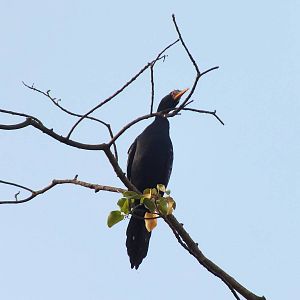 Long-tailed Cormorant