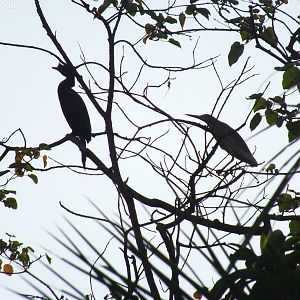 Long-tailed Cormorant and Squacco Heron
