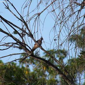 Speckled Mousebird