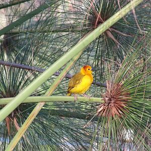 Taveta Golden Weaver
