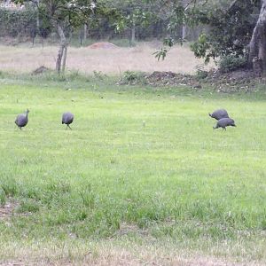 Helmeted Guinea fowl on a Football Pitch