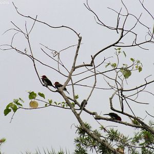 Young Brown-breasted Barbets