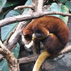 Matschie's tree-kangaroo 2011