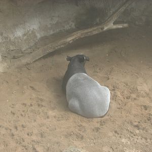 Malayan Tapir 2011