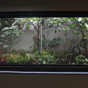 Aviary for Rose-crowned Fruit-dove (Ptilinopus regina), October 2014