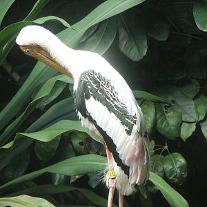 Painted stork 2011