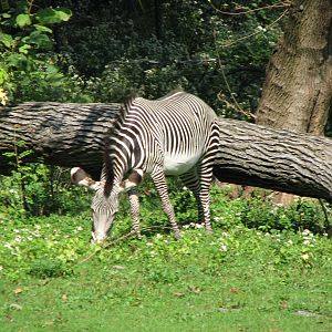 Gr?vy's zebra 2011