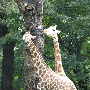 Rothschild's giraffe 2011