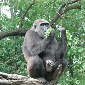 Western Lowland Gorilla 2011