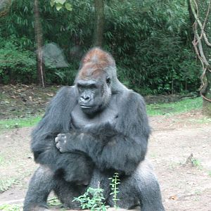 Western Lowland Gorilla 2011