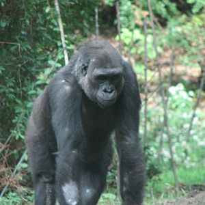 Western Lowland Gorilla 2011