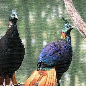 Himalayan monal 2011