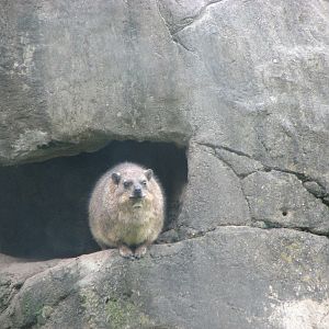 Rock Hyrax 2011