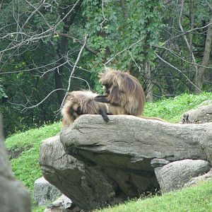 Gelada Baboon 2011