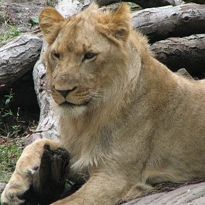 African Lion 2011