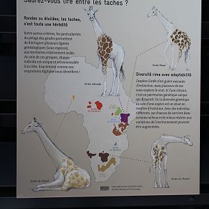 giraffe graphics