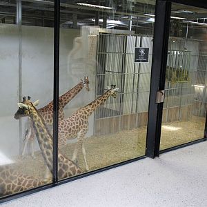 giraffe indoor viewing