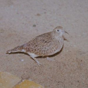 Little seedsnipe female