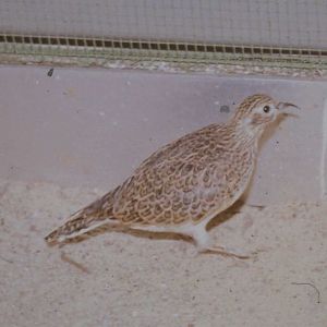 Little seedsnipe female