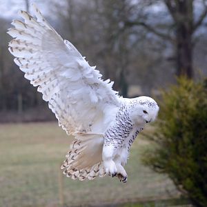 Snowy Owl in free flight