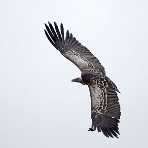 Ruppell's griffon vulture in free flight
