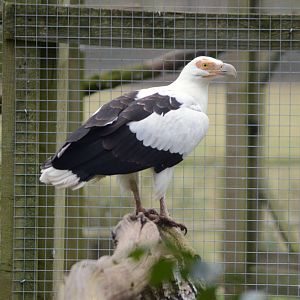 Palm Nut Vulture