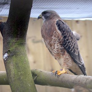 Swainson's Hawk