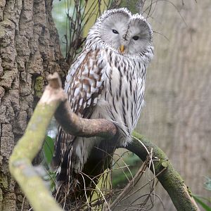 Ural Owl