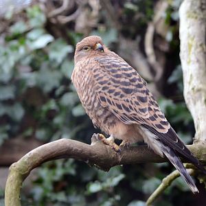 White-eyed or Greater kestrel