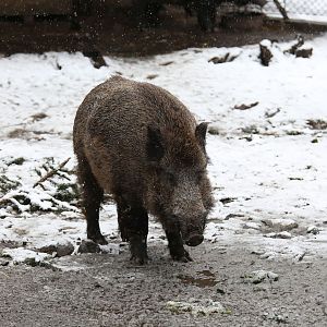 wild boar
