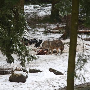 wolf on carcass