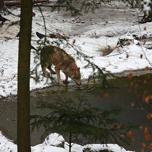 wolf drinking