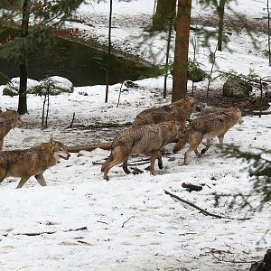 european wolf pack