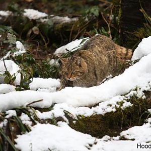 European wildcat