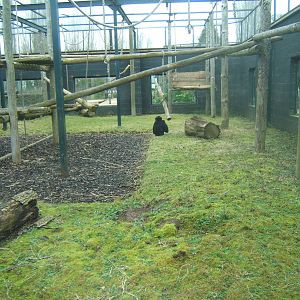 View of part of Siamang enclosure