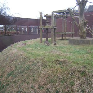 The Man-eating Mara`s