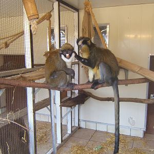 Lesser Spot-nosed and Crowned Guenon