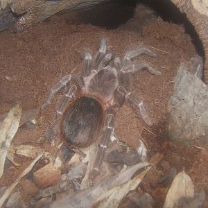 Bahia Scarlet Tarantula (Lasiodora klugi)