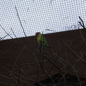 Plum-headed Parakeet