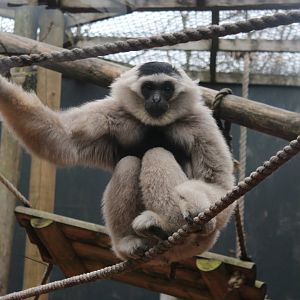 Pileated Gibbon