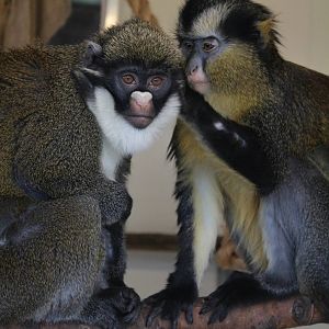 Lesser Spot Nosed and Crowned Guenon