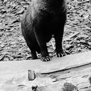 Bush Dog (edit)