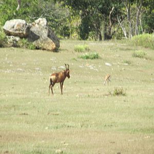 Red Hartebeest and Springbok Zoologico Nacional