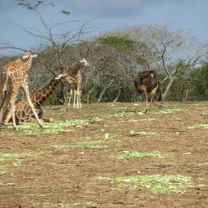 Giraffes and ostrich Zoologico nacional