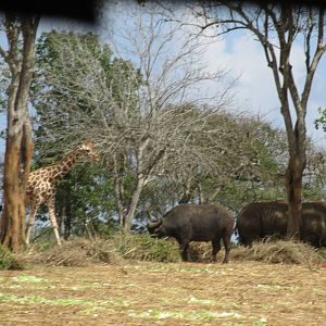 Giraffe, Cape Buffalo and White Rhino Zoologico Nacional