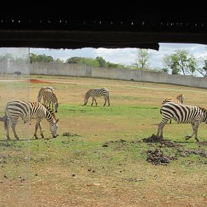 grant`s zebra zoologico nacional