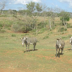 grevy`s zebra zoologico nacional