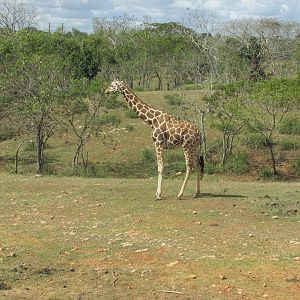 reticulated giraffe zoologico nacional